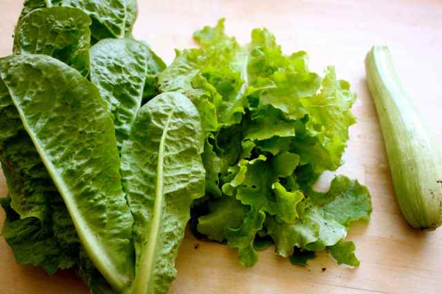 2 lettuce and courgette