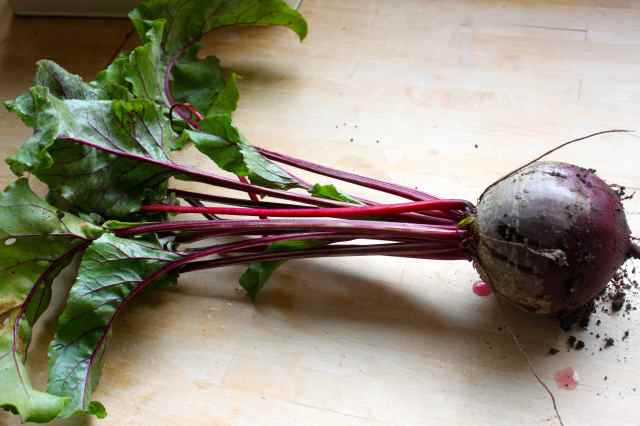 beetroot just picked