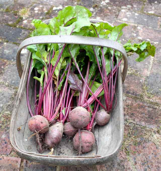 beetroots in trug 1