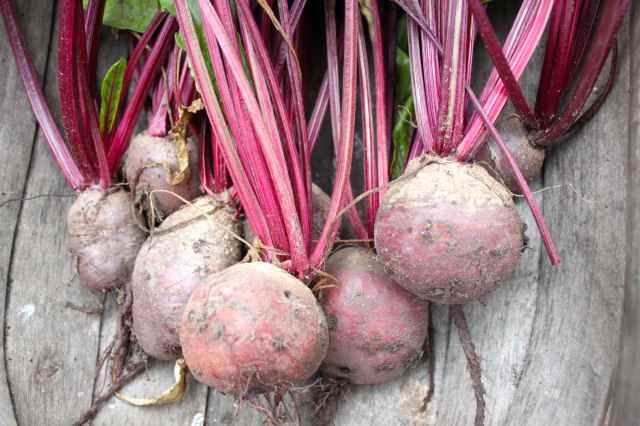 beetroots in trug