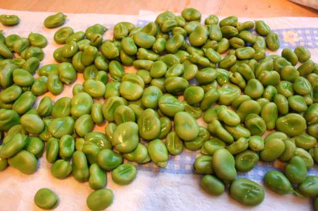 blanched broad beans
