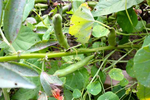 broad beans 26-7-14