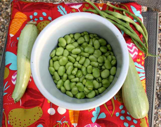 broad beans, beans and courgette