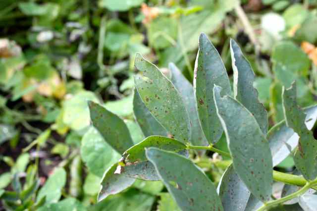 brown spots on broad bean leaves
