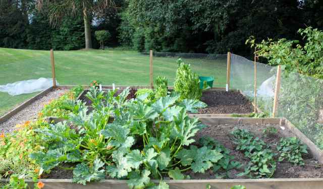 courgettes and sweet pots