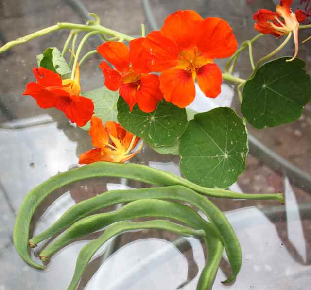 first runner beans of the year