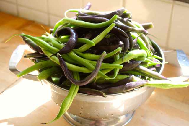 French beans in colander ready to cook
