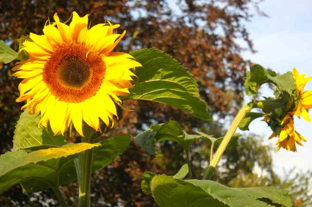 Lara's sunflowers in full bloom