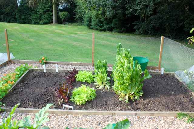 lettuce bed