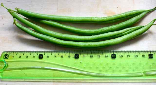 long beans