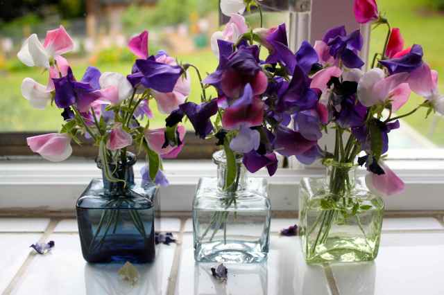 sweet peas in ink pots