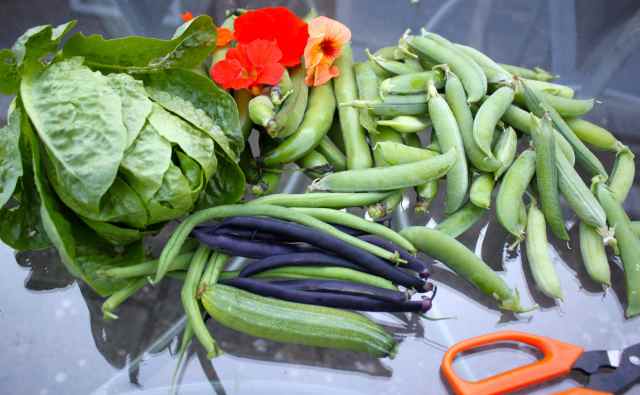 veg from garden 15-7-14