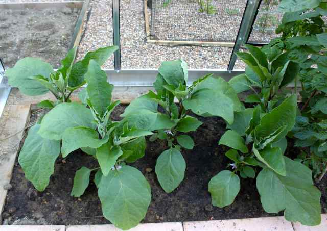 aubergine plants