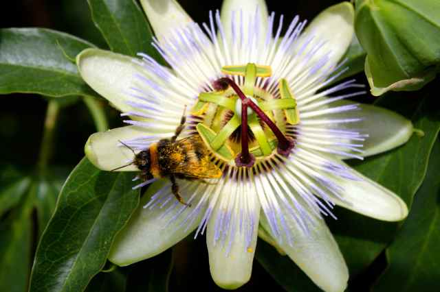 bee on passionflower