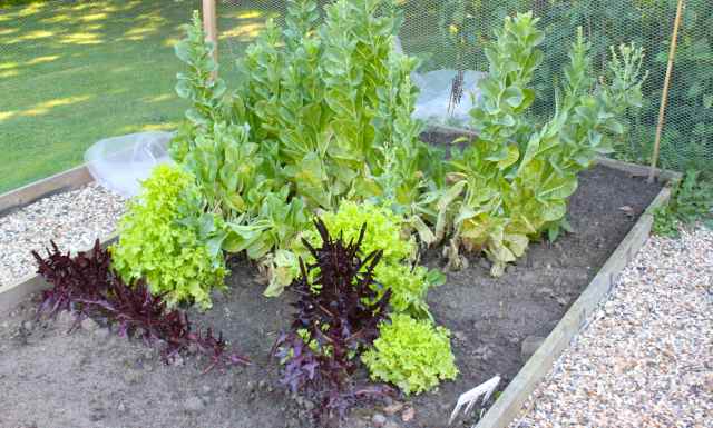 bolted lettuces