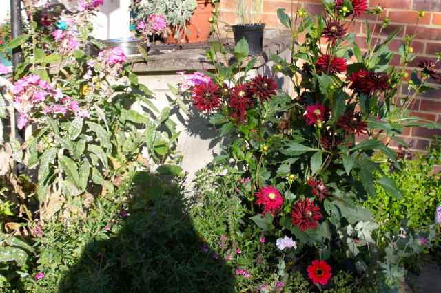 Dahlias by coal bunker