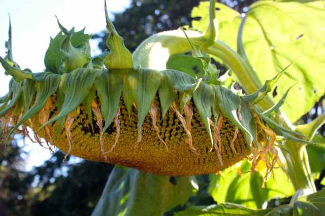 droopy sunflower