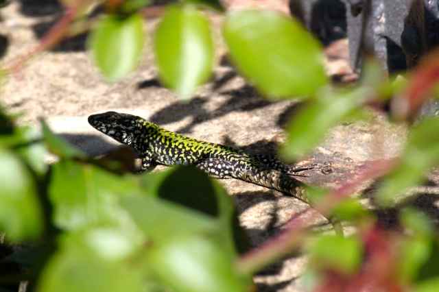 green lizard