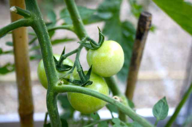 green tomatoes 23-8