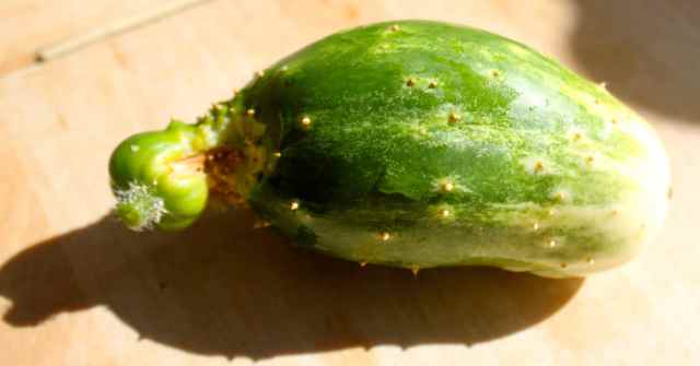 homegrown cucumber