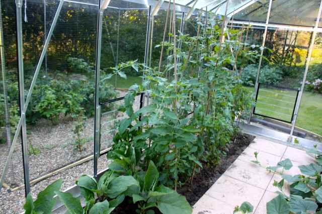 in the greenhouse 23-8