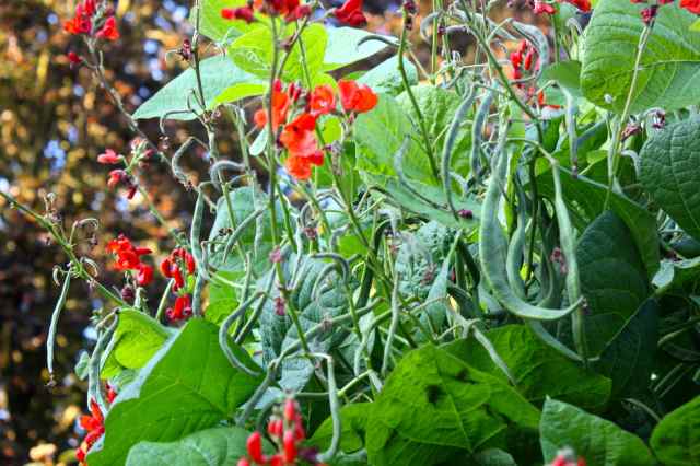 loads of runner beans