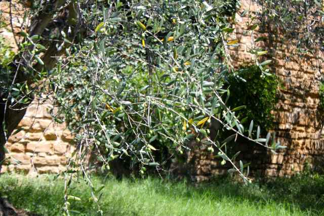 olives on olive tree