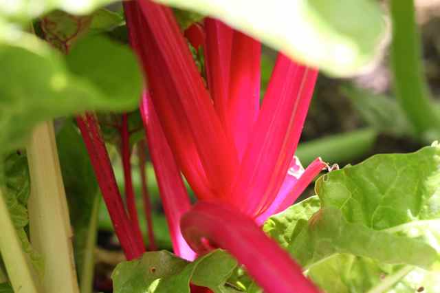 rainbow chard 6-8