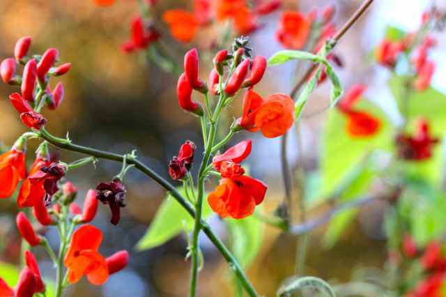 runner beans flowers