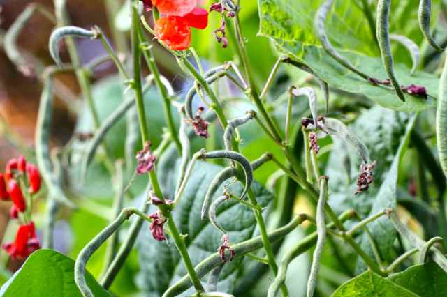 runner beans on plant