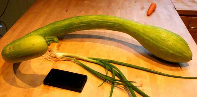 Trombetti and spr onion