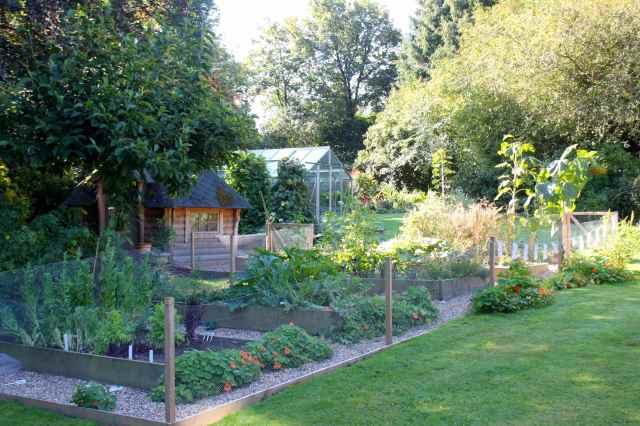 veggie patch August 2014