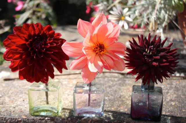 3 dahlias in ink pots