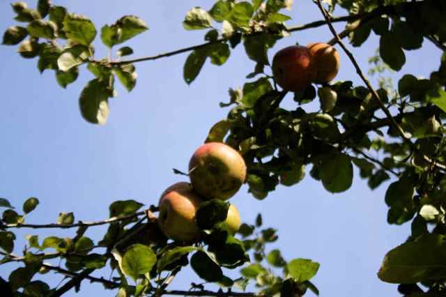 apples in tree