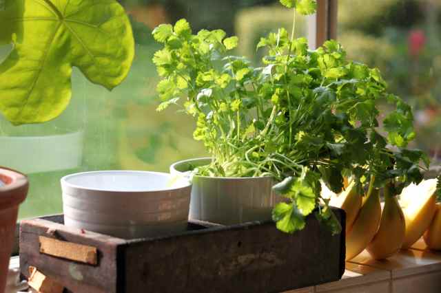 coriander on window sill