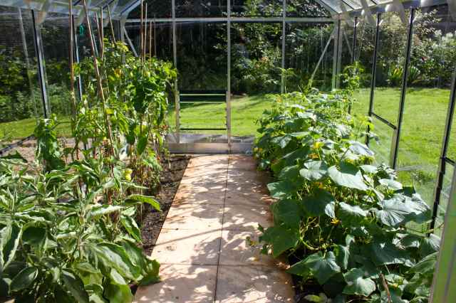 cucumber, tomatoes and aubergine