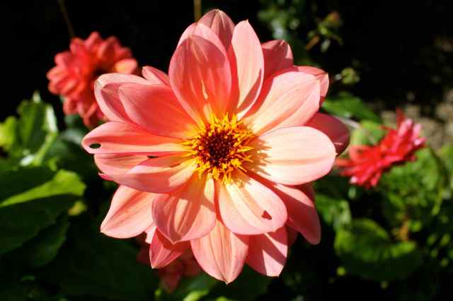 dahlia 2 2809