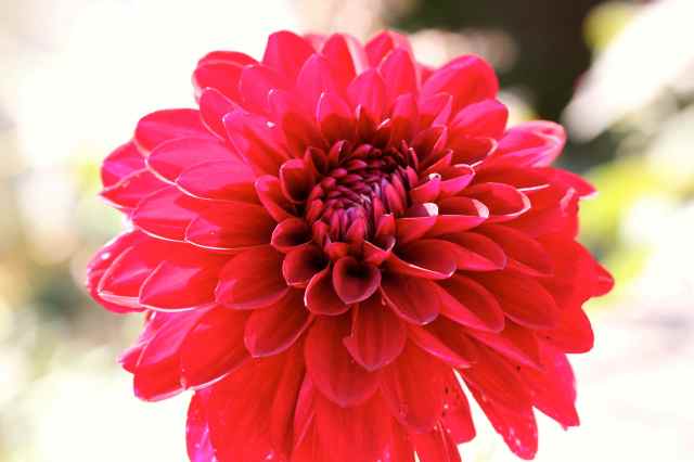 Dahlia 3