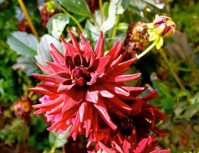 dark red dahlia