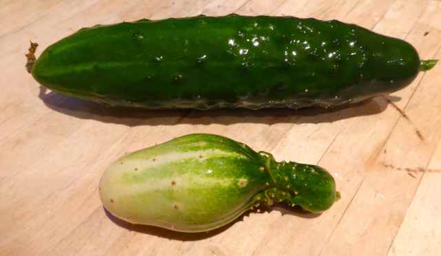 home grown cucumber