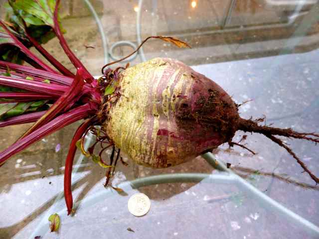 Huge beetroot 1