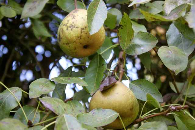 pears