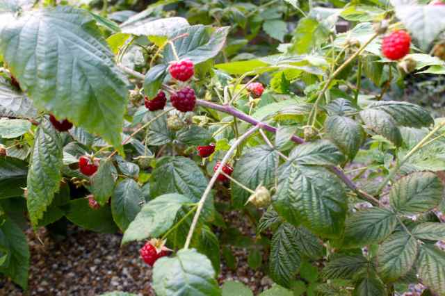 raspberries 14-9 1