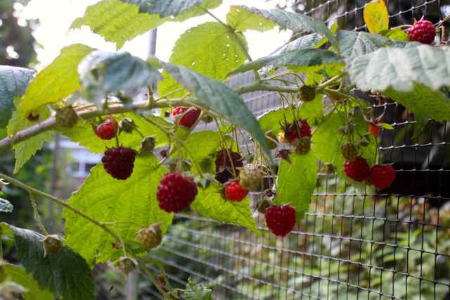 raspberries 14-9 2