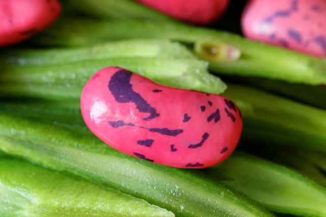 runner bean mottled