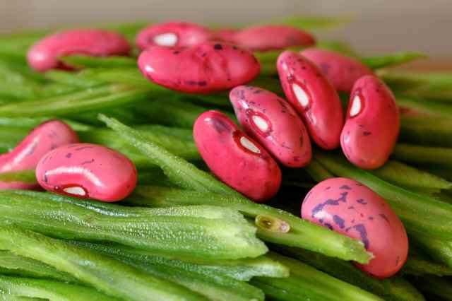 runner beans 3
