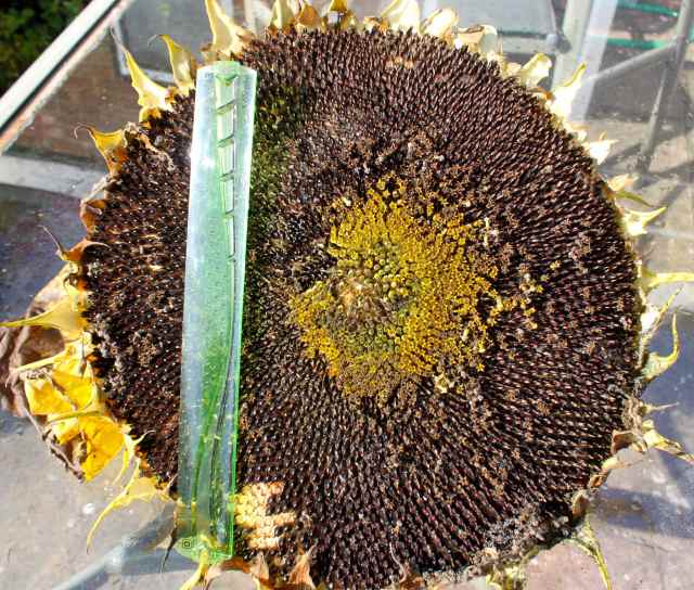 sunflower with ruler