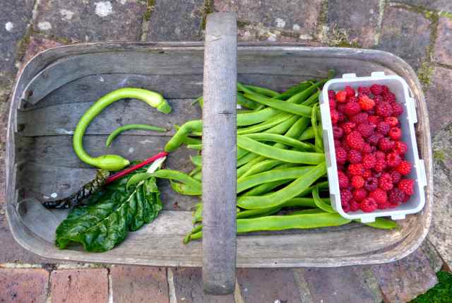veg from garden 21-9