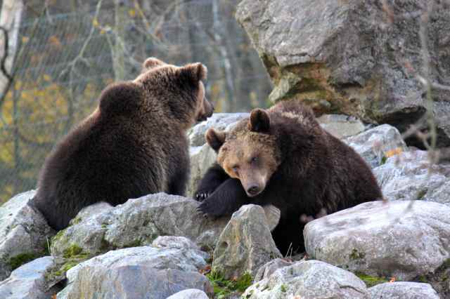2 bears