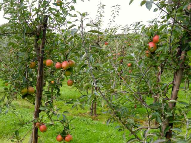 apples in Sissinghurst orchard